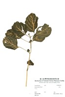 藏品(洋莧(酒丹參))的圖片